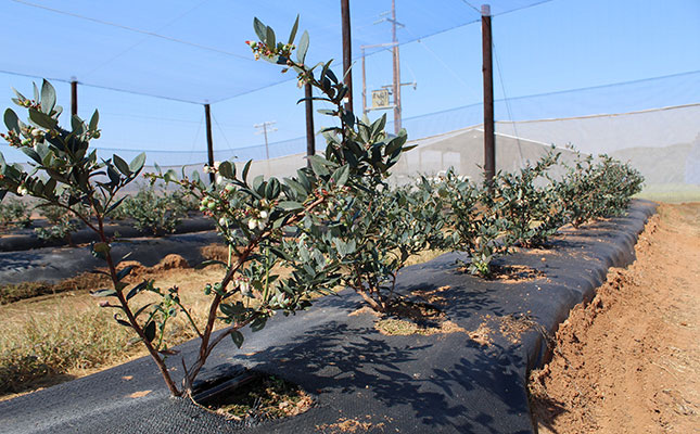 SA blueberry export revenue rises to over R1 billion SA blueberry export revenue rises to over R1 billion