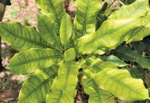 Using manure as fertiliser: Mistakes to avoid