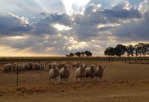 Shearing and wool exports now allowed during lockdown