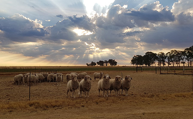 Shearing and wool exports now allowed during lockdown Shearing and wool exports now allowed during lockdown