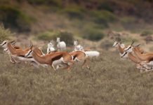 ‘Adhere to the law to ensure ethical biltong hunting’