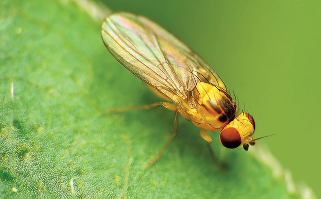 Tomato pests to look out for Tomato pests to look out for