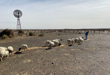 Donations provide lifeline for drought weary sheep farmers