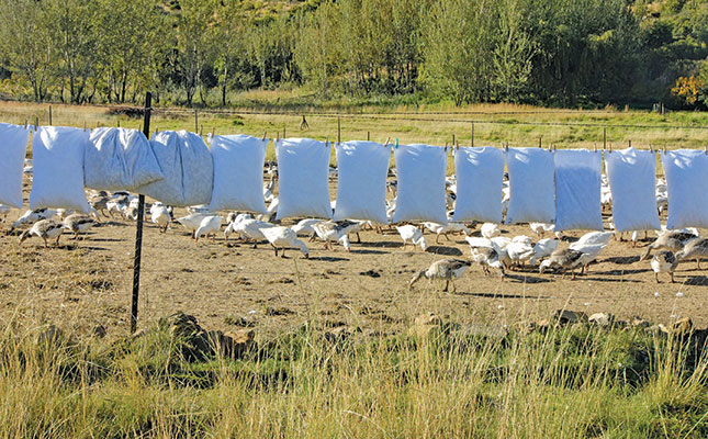 Getting down to business with geese farming Getting down to business with geese farming