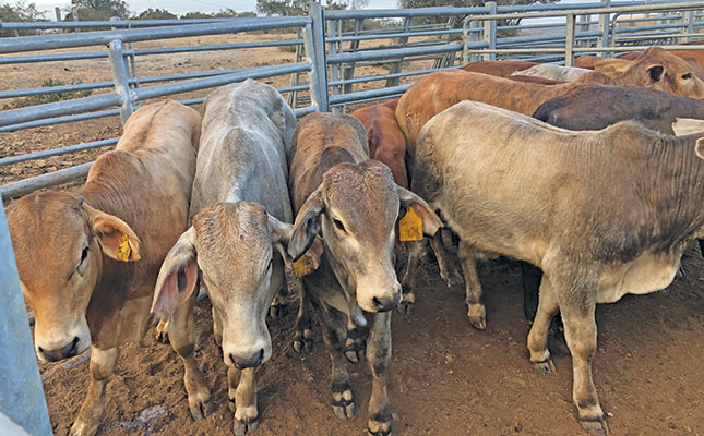 Two young cattle farmers bring auctions to communal areas Two young cattle farmers bring auctions to communal areas