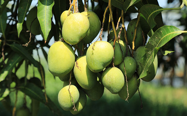 Big fall in SA mango harvest due to drought Big fall in SA mango harvest due to drought