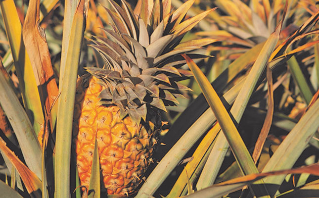 Pineapple farmers hope increase in demand will last Pineapple farmers hope increase in demand will last