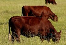 Sussex breed society centenary celebrations postponed