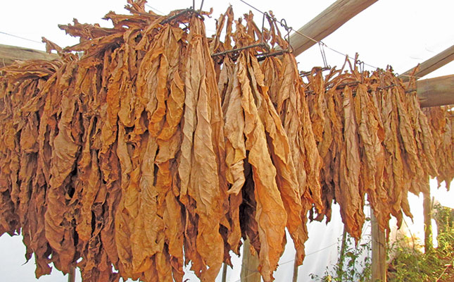 Black tobacco farmers left without income by ongoing ban Black tobacco farmers left without income by ongoing ban