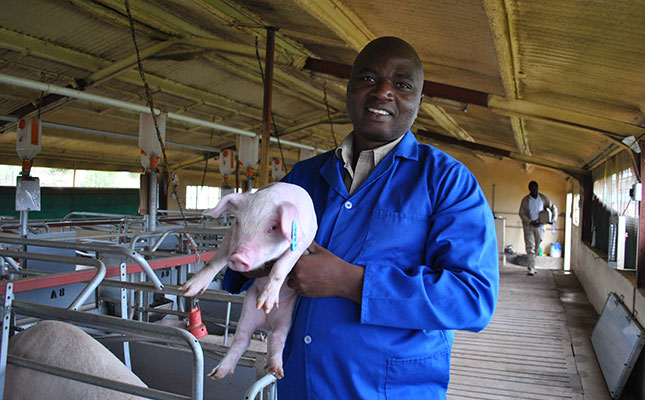 Small-scale pig farmer implements commercial practices Small-scale pig farmer implements commercial practices