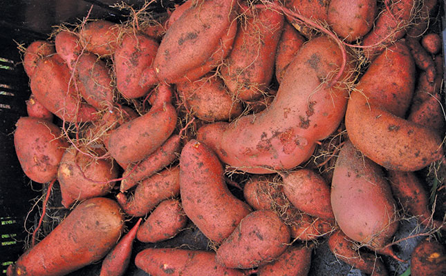 Identifying and controlling sweet potato viruses Identifying and controlling sweet potato viruses
