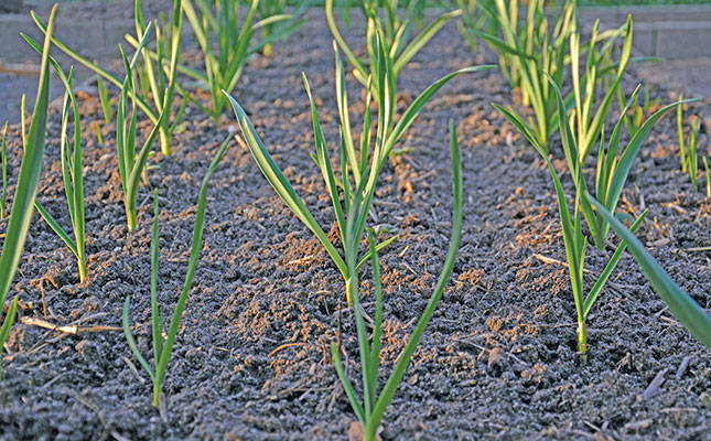 Growing garlic: soil types Growing garlic: soil types