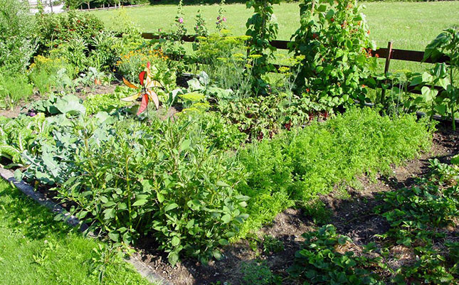COVID-19 inspires global surge of interest in home farming COVID-19 inspires global surge of interest in home farming