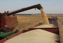 SA’s new maize export season off to a good start
