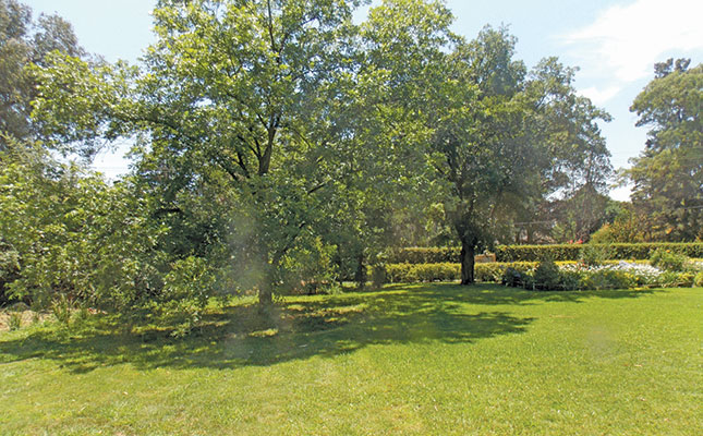 Growing a pecan tree in your garden Growing a pecan tree in your garden