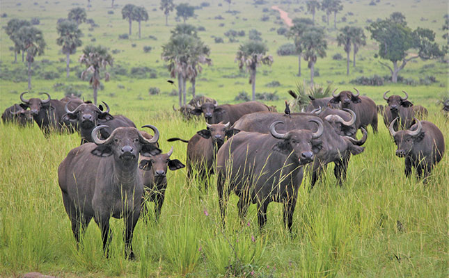The basics of foot-and-mouth disease The basics of foot-and-mouth disease