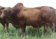 Bull growth testing suffers impact of COVID-19, FMD outbreak