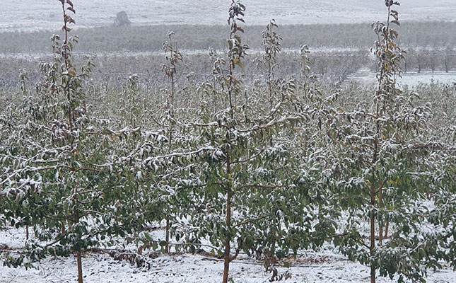 Tomatoes, bananas worst affected by country-wide cold fronts Tomatoes, bananas worst affected by country-wide cold fronts