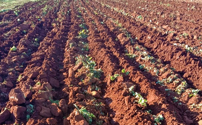 ‘No justification for vegetable pricing structure in SA’ ‘No justification for vegetable pricing structure in SA’