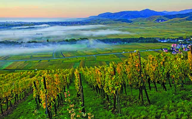 South Africa’s on-premise wine trade faces challenging times South Africa’s on-premise wine trade faces challenging times