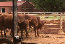 ARC retracts application to retrench 1 000 workers