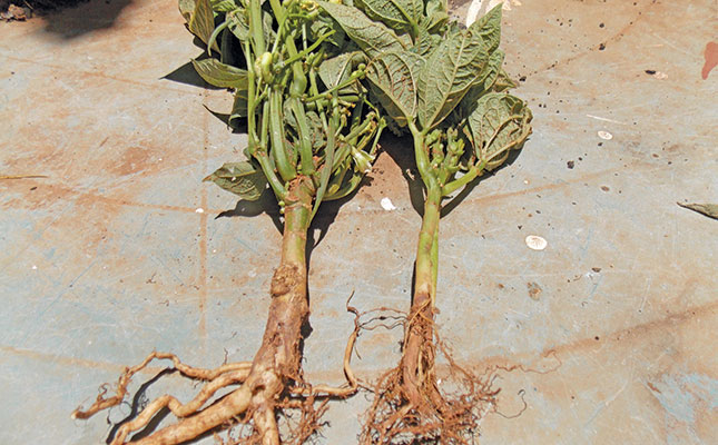 Bean pests & soil diseases
