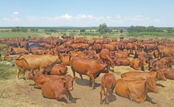 Uncompromising standards pay off for Bonsmara farmer