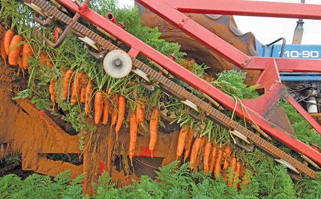 Family farm harvests 50t of carrots a day all year round Family farm harvests 50t of carrots a day all year round