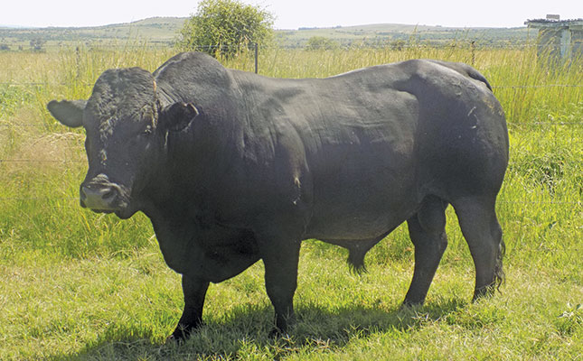 Producing well-balanced animals for maximum profit