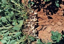 SA groundnut production estimate for 2020 down 16%