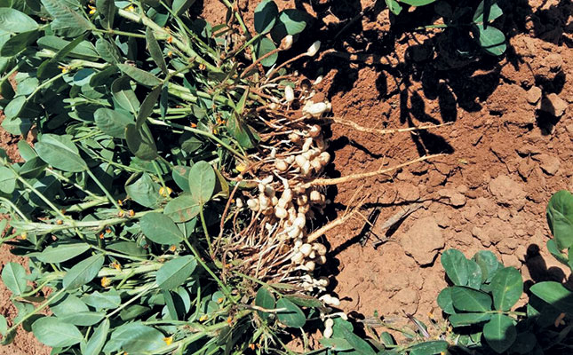 SA groundnut production estimate for 2020 down 16%