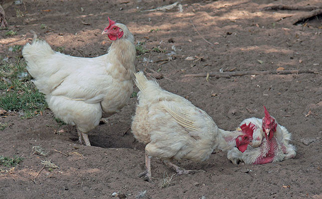 How to deal with mites on poultry How to deal with mites on poultry