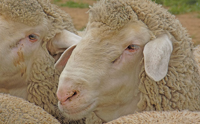 No such thing as ‘ethical’ live sheep exports, says NSPCA No such thing as ‘ethical’ live sheep exports, says NSPCA