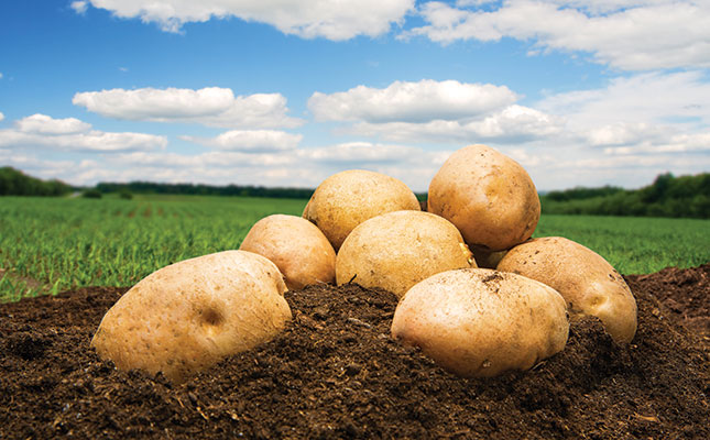 Polysulphate an ideal fertiliser for potatoes and other crops Polysulphate an ideal fertiliser for potatoes and other crops