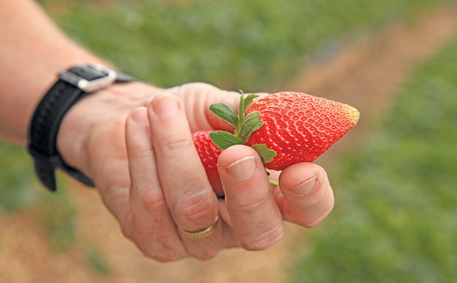The importance of timing to strawberry production The importance of timing to strawberry production