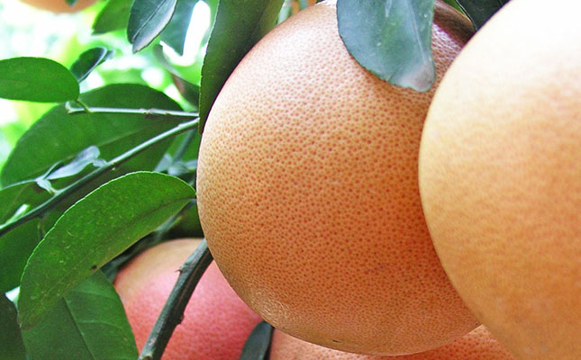 COVID-19 pushes SA citrus exports to the US to new highs COVID-19 pushes SA citrus exports to the US to new highs
