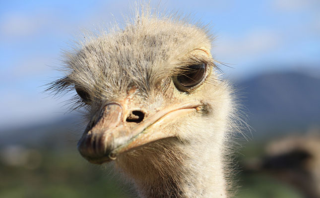 Ostrich farmers in distress due to drought and COVID-19 Ostrich farmers in distress due to drought and COVID-19