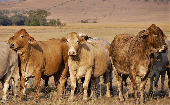 Quarantine lifted on nine FMD-affected properties in Limpopo Quarantine lifted on nine FMD-affected properties in Limpopo