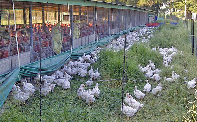 Success with premium free-range chickens Success with premium free-range chickens