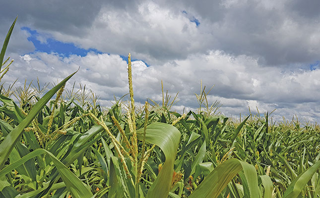 Hard times ahead for farmers, despite short-term gains – BFAP Hard times ahead for farmers, despite short-term gains – BFAP
