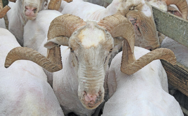 Meet one of SA’s top Merino wool producers Meet one of SA’s top Merino wool producers