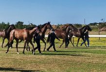 Man detained after violent protest at Fairview Racecourse