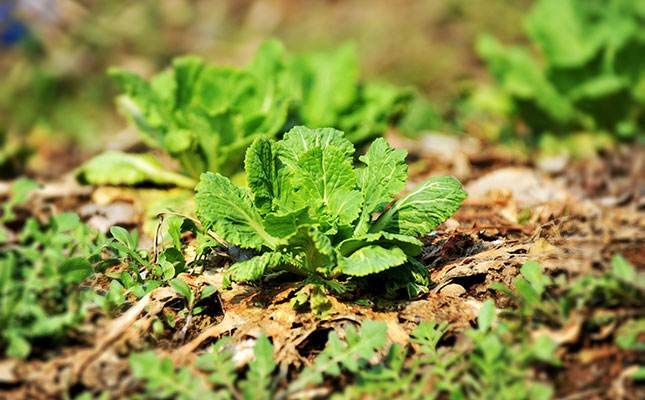 Growing Chinese cabbage