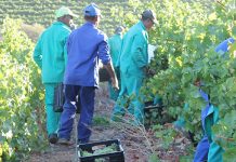 Agriculture sheds 66 000 jobs in the second quarter