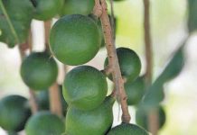 Macadamia prices hold firm amid smaller crop