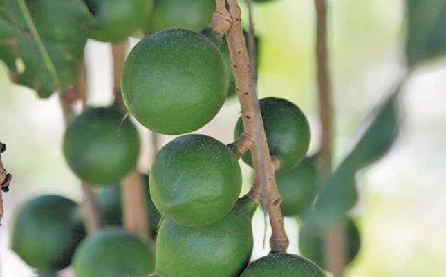 Macadamia prices hold firm amid smaller crop Macadamia prices hold firm amid smaller crop