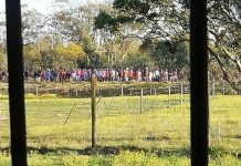 Attack on horses at the Fairview racecourse condemned