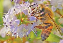 Theft of beehives spikes as demand for pollinators increases