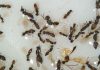 Parasitoids vs chemicals
