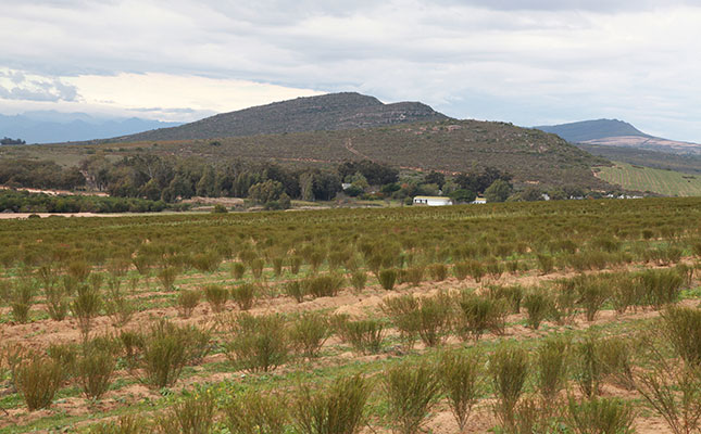 Rooibos prices fall sharply this season